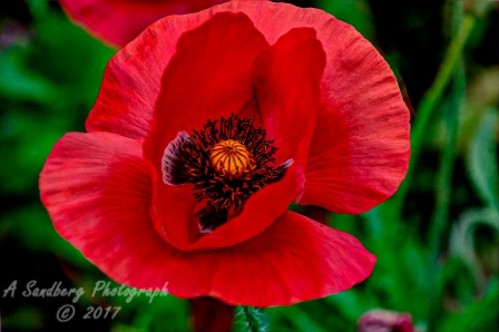 poppy_plus-41.jpg