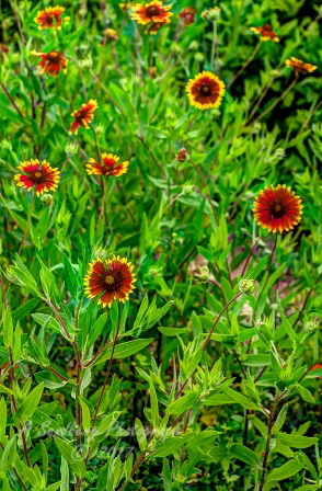 poppy_plus-48.jpg