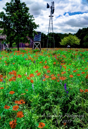 poppy_plus-49.jpg