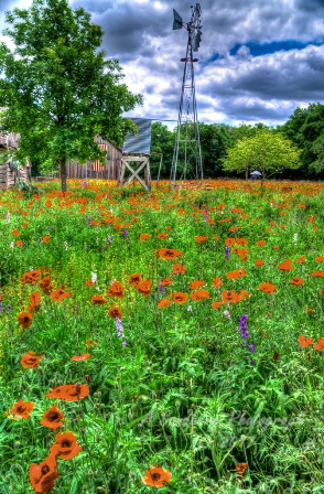 poppy_plus-51.jpg