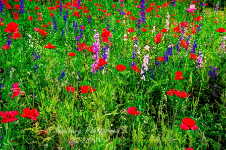poppy_plus-7.jpg