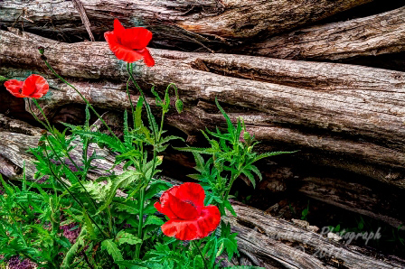 poppy_plus-9.jpg