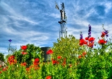 poppies_040617-104.jpg