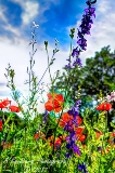 poppies_040617-113.jpg
