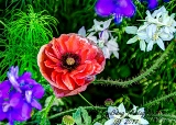 poppies_040617-20.jpg