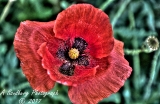 poppies_040617-29.jpg