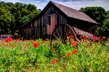 poppies_040617-62.jpg