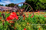 poppies_040617-72.jpg