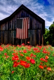 poppies_040617-76.jpg