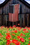 poppies_040617-77.jpg