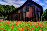poppies_040617-78.jpg