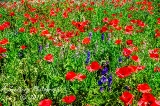 poppies_040617-91.jpg