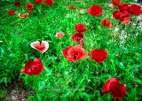 poppy_plus-13.jpg