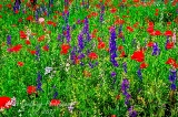 poppy_plus-3.jpg