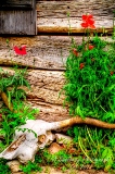 poppy_plus-31.jpg