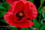 poppy_plus-41.jpg