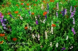 poppy_plus-42.jpg