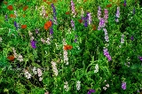 poppy_plus-43.jpg