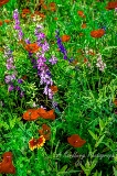 poppy_plus-45.jpg