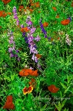 poppy_plus-46.jpg