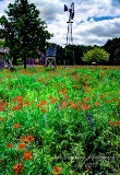 poppy_plus-49.jpg