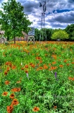 poppy_plus-51.jpg