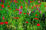 poppy_plus-7.jpg