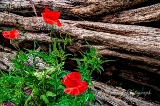 poppy_plus-9.jpg