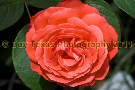 1roseslg.jpg