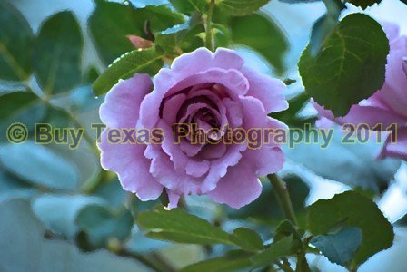 2roseslg.jpg