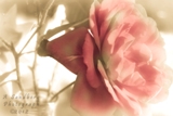 12roseslg.jpg