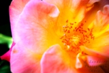 8roseslg.jpg