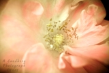9roseslg.jpg