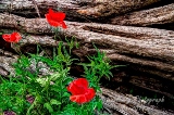 19rustic17.jpg
