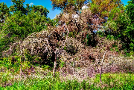 01trees17.jpg