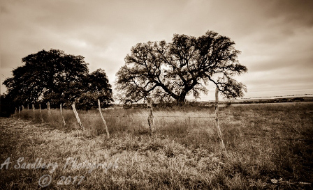 05trees17.jpg