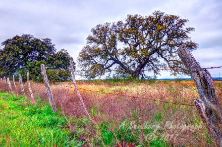 06trees17.jpg