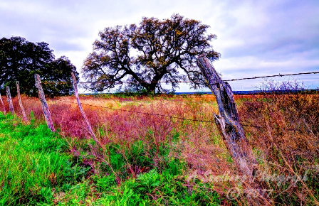 07trees17.jpg