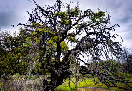 08trees17.jpg
