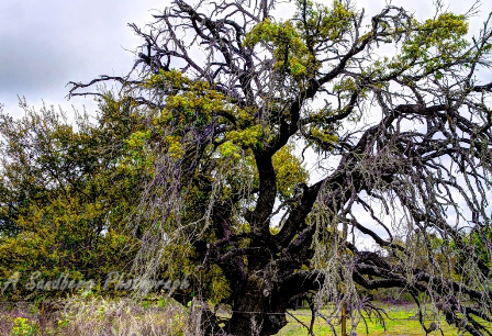 09trees17.jpg