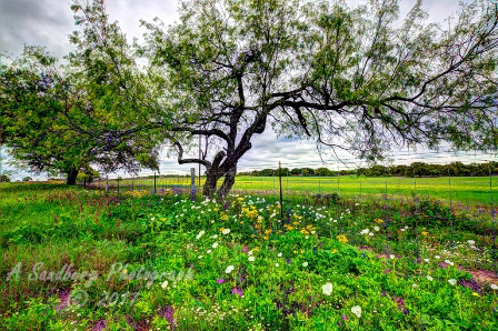 10trees17.jpg