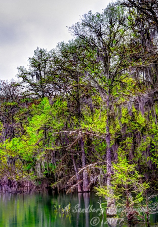 11trees17.jpg