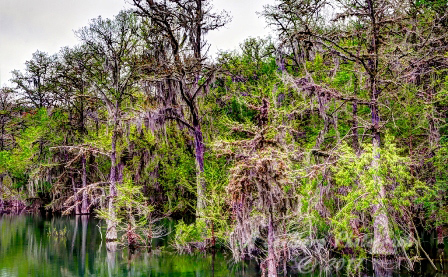 12trees17.jpg