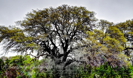 13trees17.jpg