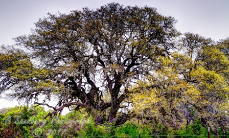 14trees17.jpg