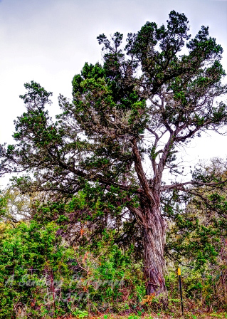 15trees17.jpg