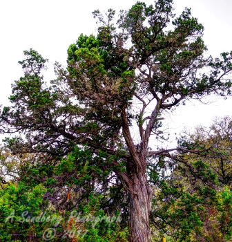 16trees17.jpg