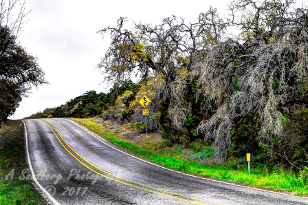 20trees17.jpg
