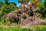 01trees17.jpg