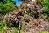 02trees17.jpg